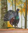 stanza gallo cedrone