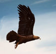 aquila